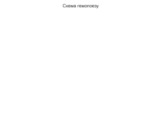 Схема гемопоезу