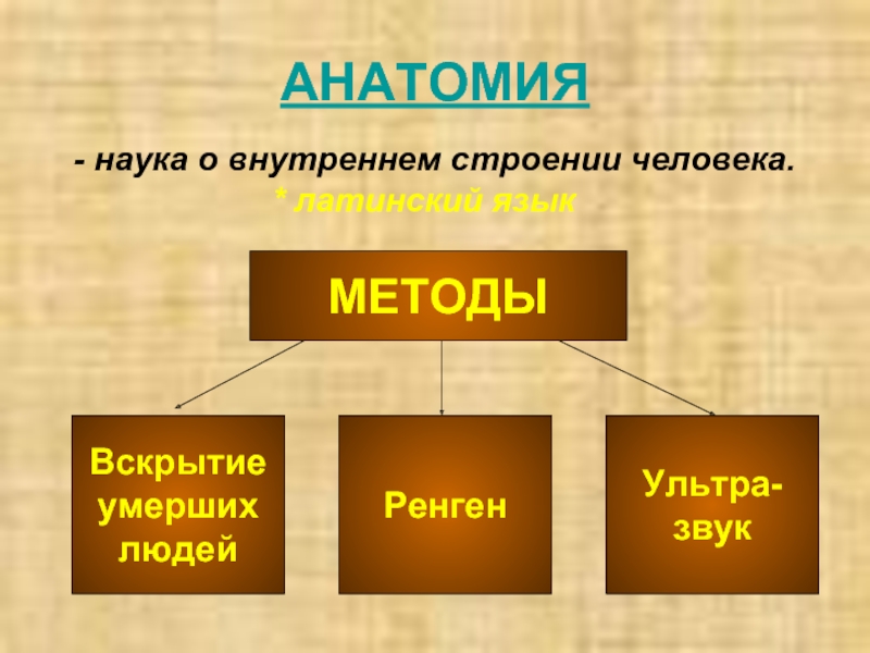 Презентация о человеке