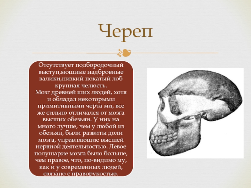 Примитивные черты это. Слово череп. Надбровные дуги отсутствуют череп. Череп и текст. Доевнейшие люби мощные надбровные.