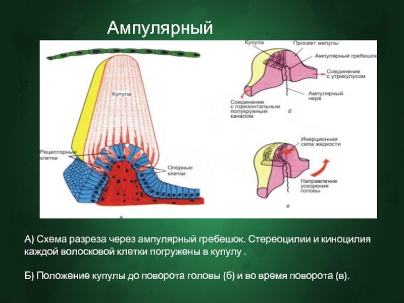 Рак ампулярного отдела