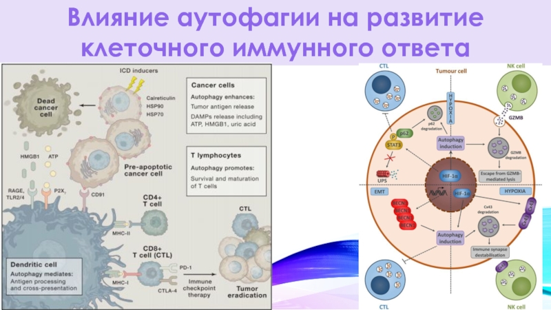 Аутофагия это. Эволюция клеточного иммунитета. Назовите клетки иммунной системы, являющиеся основной мишенью ВИЧ:. Маска от аутофагии.