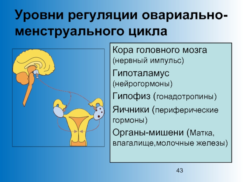 Анатомо физиологические особенности репродуктивной системы женщины презентация