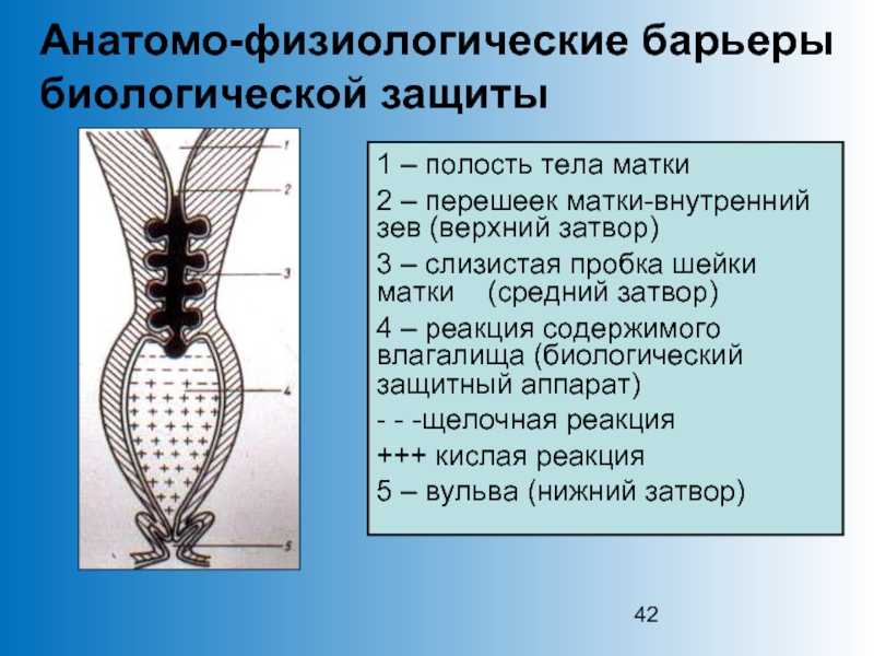 Анатомо физиологические особенности репродуктивной системы женщины презентация