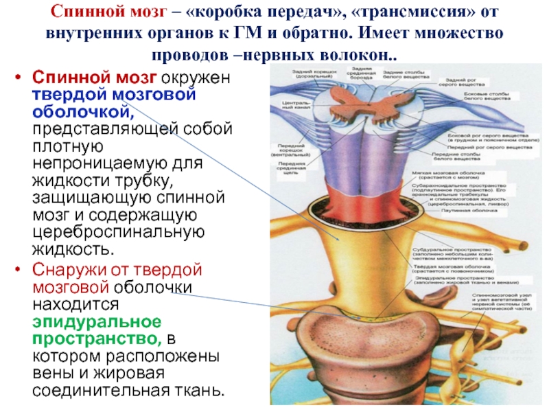 Оболочки спинного мозга схема