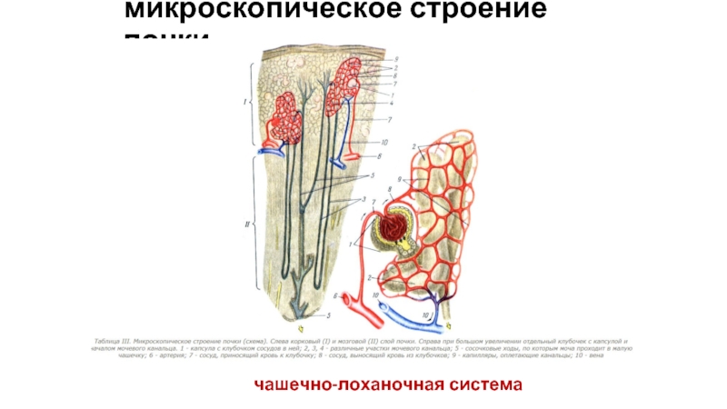 Уплотнение стенок чашечно лоханочной системы почек