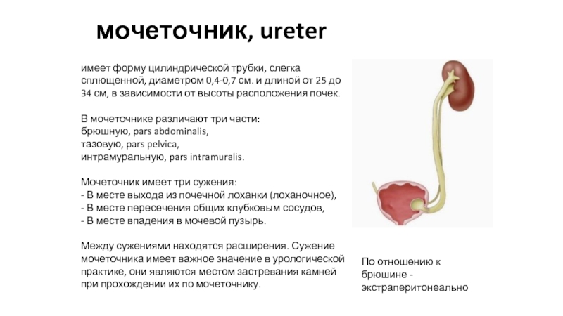 Расширение мочеточника почки. Толщина мочеточника в норме. Мочеточник строение части. Расширение проксимального отдела мочеточника. Мочеточник толщина просвета.