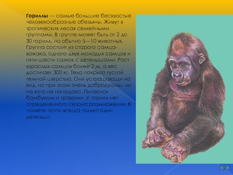 Где обитают шимпанзе. Человекообразные обезьяны гориллы. Крупная человекообразная обезьяна. Бесхвостые человекообразные обезьяны. Человекообразные обезьяны Африки.