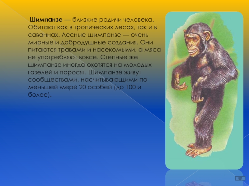 Шимпанзе прилагательное по смыслу. Шимпанзе где обитает. Шимпанзе вес. Шимпанзе рост и вес. Шимпанзе близко.