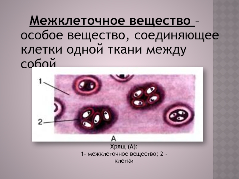 Межклеточное вещество тканей