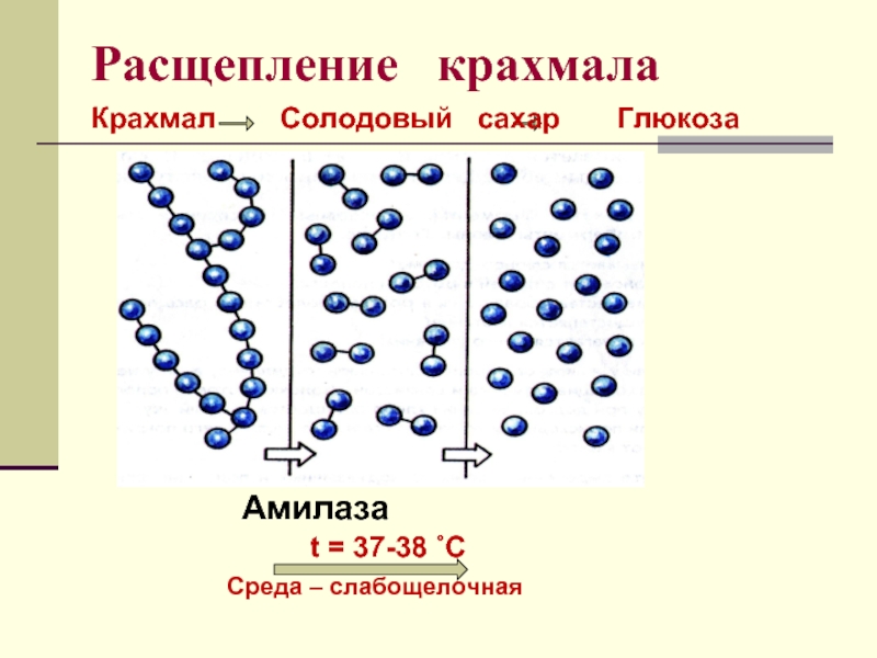 Ферменты горячая схема осахаривания