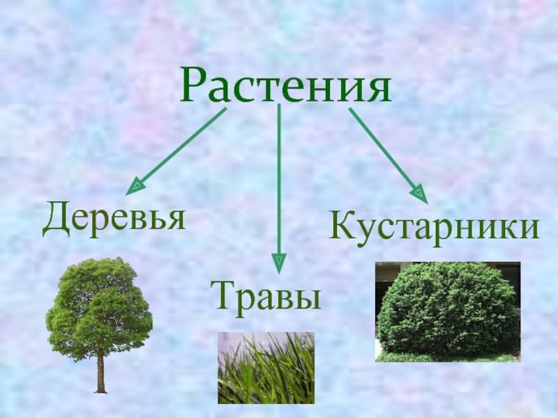 Деревья кустарники травы картинки для детей