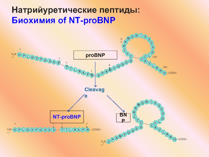 Nt probnp. Предсердный натрийуретический пептид биохимия. Атриальный натрийуретический пептид. Натрий диуретический пептид. Пептиды биохимия.