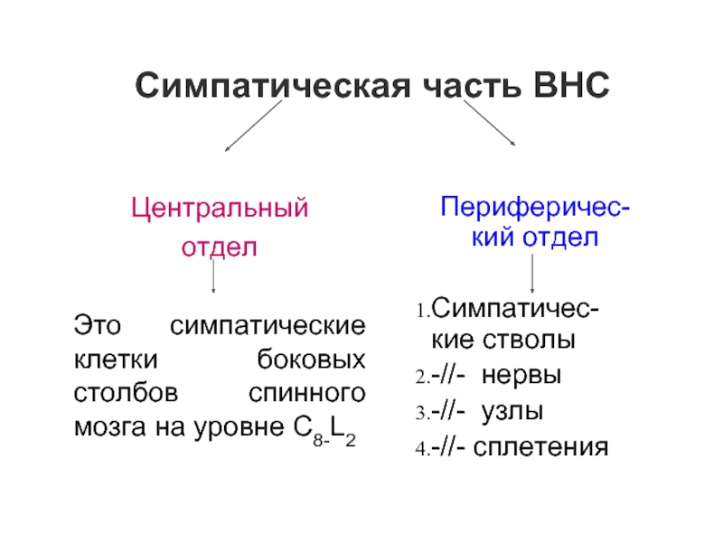 Функциональная анатомия вегетативной нервной системы презентация