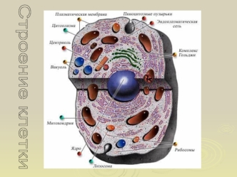 Строение клетки