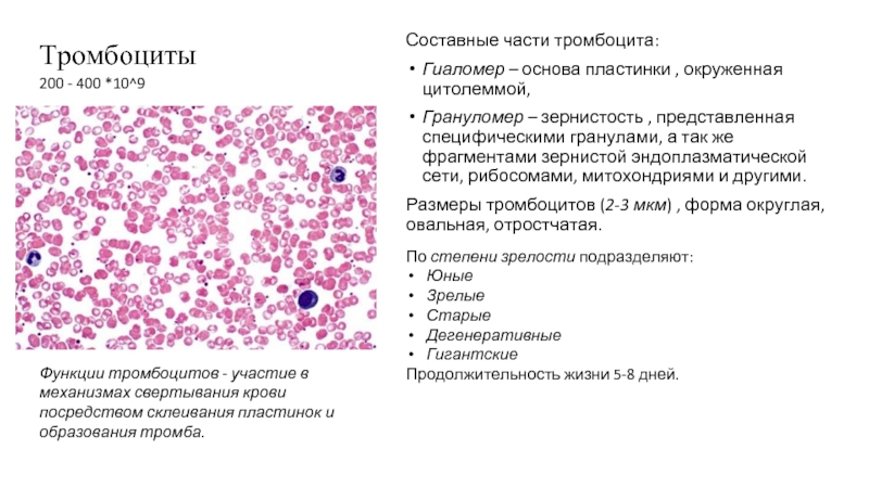 Функции тромбоцитов. Грануломер тромбоцитов. Зернистость тромбоцитов. Гиаломер и грануломер тромбоцитов. Тромбоциты гистология грануломер и гиаломер.