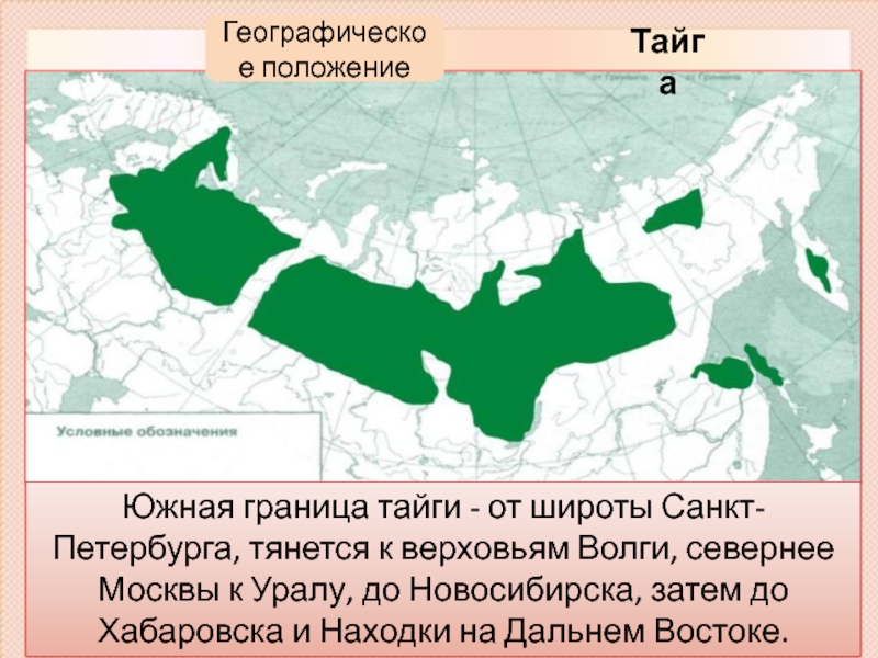 К каким границам примыкает северная граница тайги