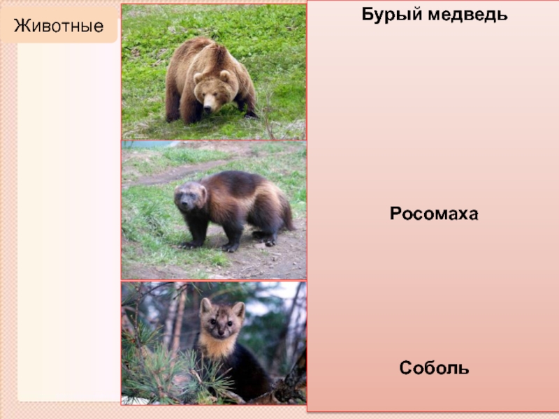 В каких природных зонах живет бурый медведь. Бурый медведь природная зона. Медведь и Соболь. В какой природной зоне живет бурый медведь. Где живут бурые медведи в России.