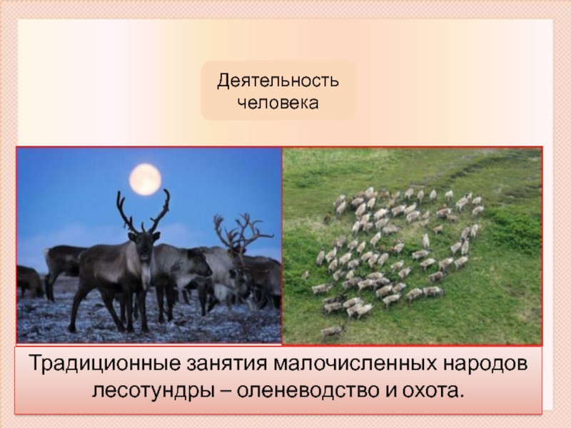 Оленеводство природная зона. Северное оленеводство природные зоны. Природная зона оленеводства в России. Природные зоны России деятельность человека. Природные зоны пантового оленеводства в России.