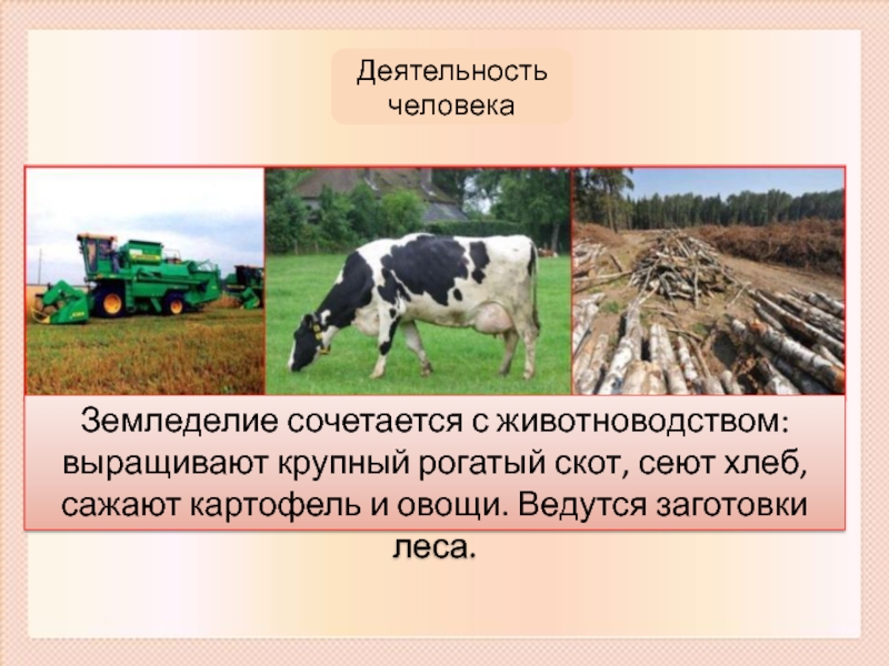 Деятельность человека в природных зонах. Деятельность человека в Лесной зоне России Промышленная. Кого выращивают животнозяйческие хозяйства Росси.