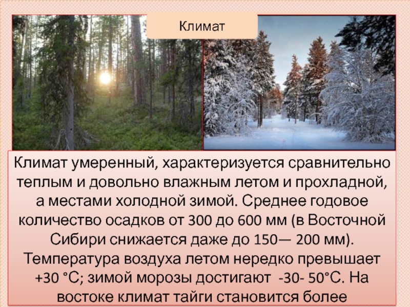 Пояс тайги в россии. Климатическая зона тайги. Климат тайги. Климат тайги зимой и летом. Климат тайги в России.
