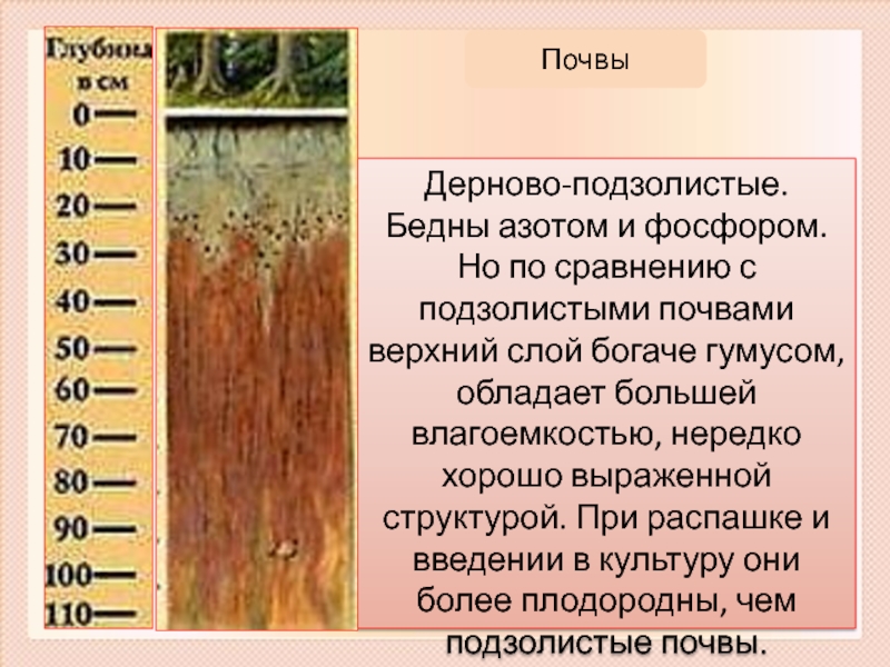 Дерново подзолистый тип почвы природная зона. Почвы природных зон России. Природная зона Российской почвы. Каштановые почвы природная зона. Пойменные почвы природная зона.