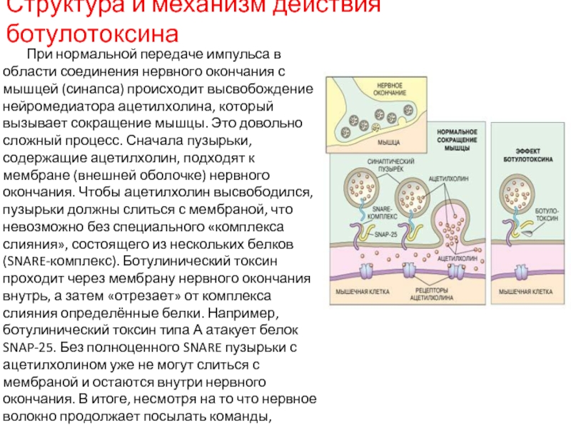 Нормальный передача. Ботулотоксин белок. Механизм токсического действия ботулотоксина. Ботулотоксин вызывает. Ботулотоксин история открытия.