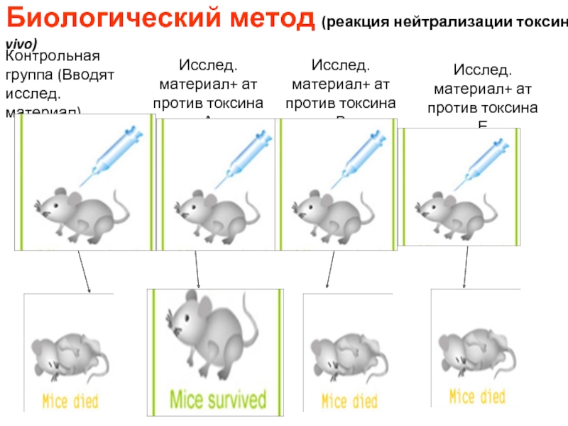 Реакция in vivo. Реакция нейтрализации токсина антитоксином микробиология. Реакция нейтрализации токсина микробиология. Реакция нейтрализации токсина антитоксином in vivo и in vitro. Реакция нейтрализации токсина антитоксином механизм.