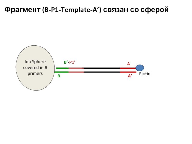 Ion Sphere covered in B primers A’ Фрагмент (B-P1-Template-A’) связан со сферой