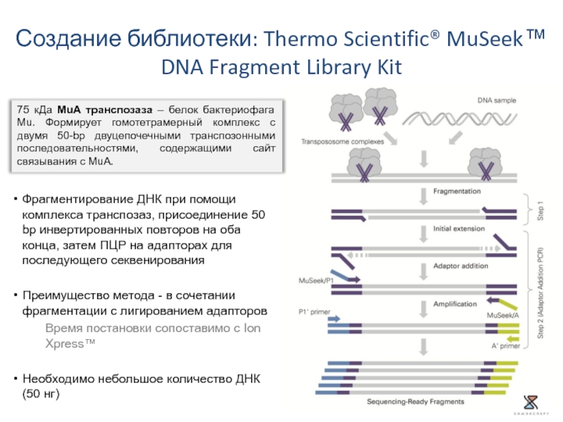Фрагментирование ДНК при помощи комплекса транспозаз, присоединение 50 bp инвертированных повторов на