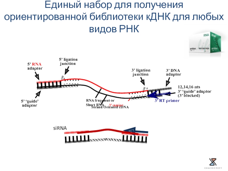 OH P P OH NNNNNN 3’ DNA adaptor 3’ ‘guide’ adaptor (3’