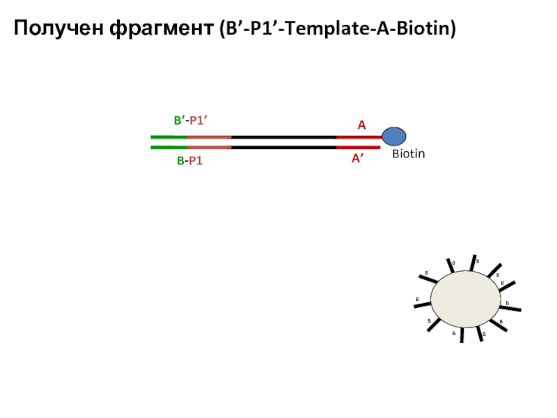 B-P1 Biotin B’-P1’ Получен фрагмент (B’-P1’-Template-A-Biotin)  A’ A