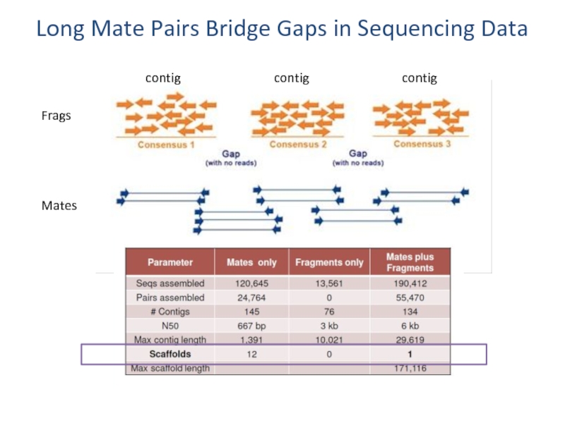 Long Mate Pairs Bridge Gaps in Sequencing Data contig contig contig Frags Mates