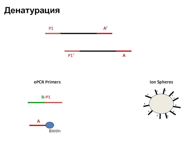 A P1’ P1 A’ Ion Spheres ePCR Primers B-P1 Денатурация A Biotin