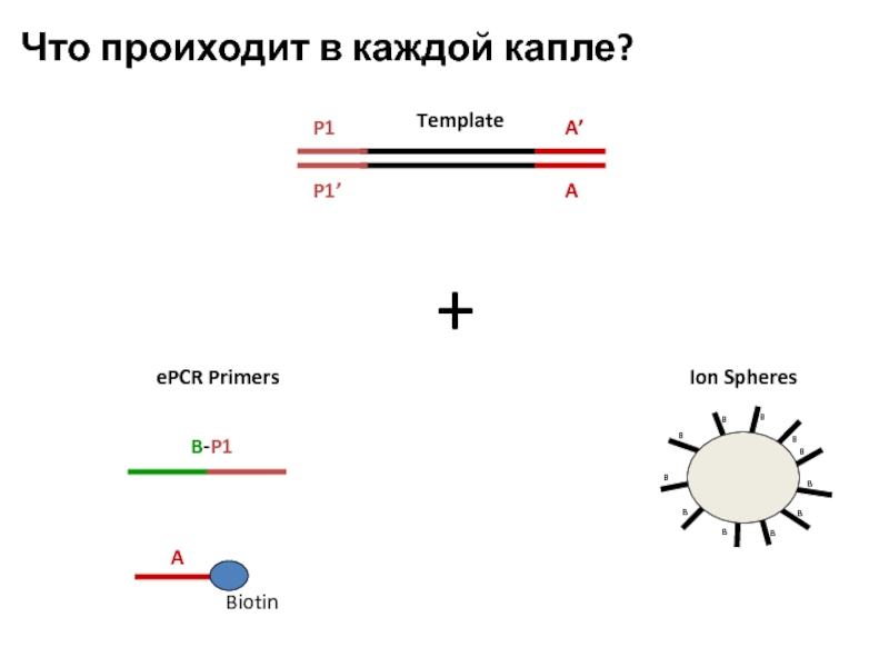 + ePCR Primers B-P1 Что проиходит в каждой капле? A Biotin Ion Spheres