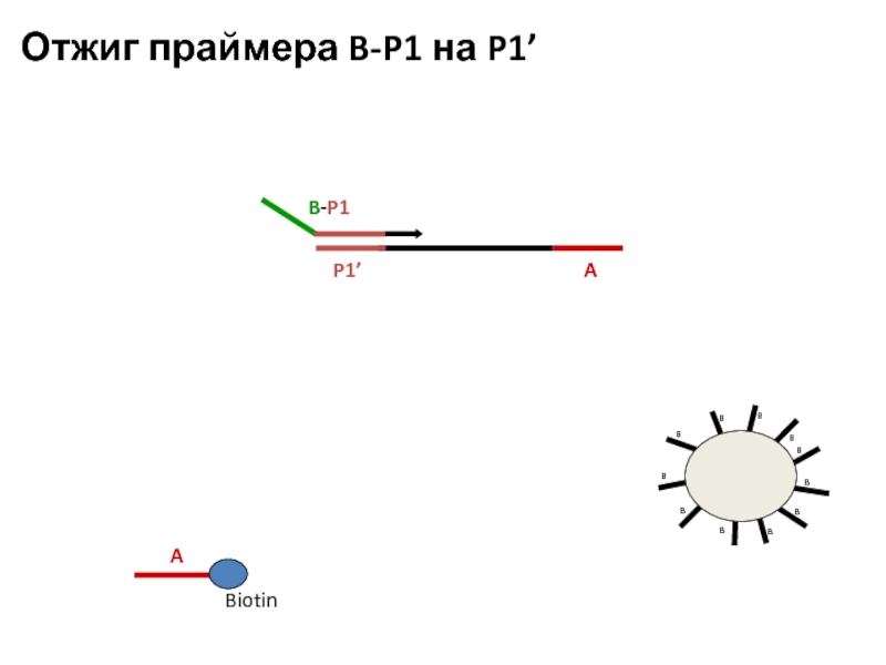 A Biotin P1’ A B-P1 Отжиг праймера B-P1 на P1’