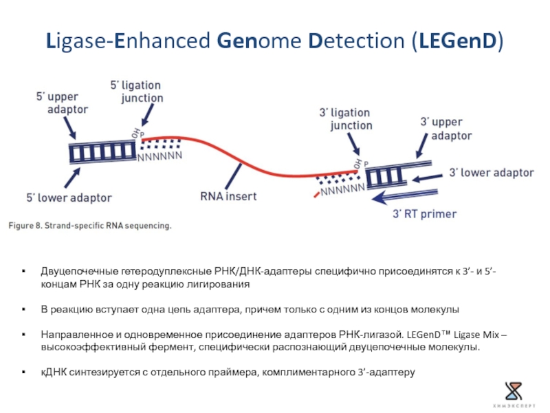 Ligase-Enhanced Genome Detection (LEGenD) Двуцепочечные гетеродуплексные РНК/ДНК-адаптеры специфично присоединятся к 3’- и