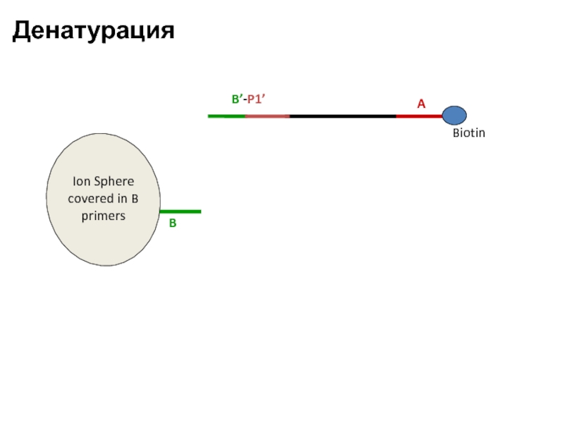 B Ion Sphere covered in B primers Денатурация Biotin B’-P1’ A