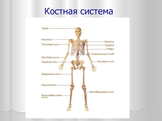 Костная система