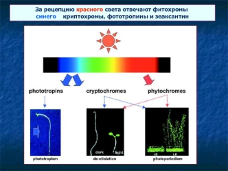 Системы фоторецепторов. Эффекты фитохромов