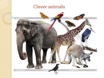 Clever animals