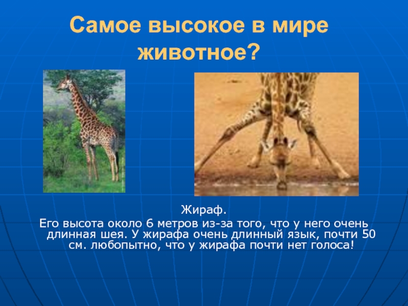 Какой тип развития характерен для сетчатого жирафа. Жираф для презентации. Доклад о жирафе. Высота жирафа. Длинная шея жирафа.