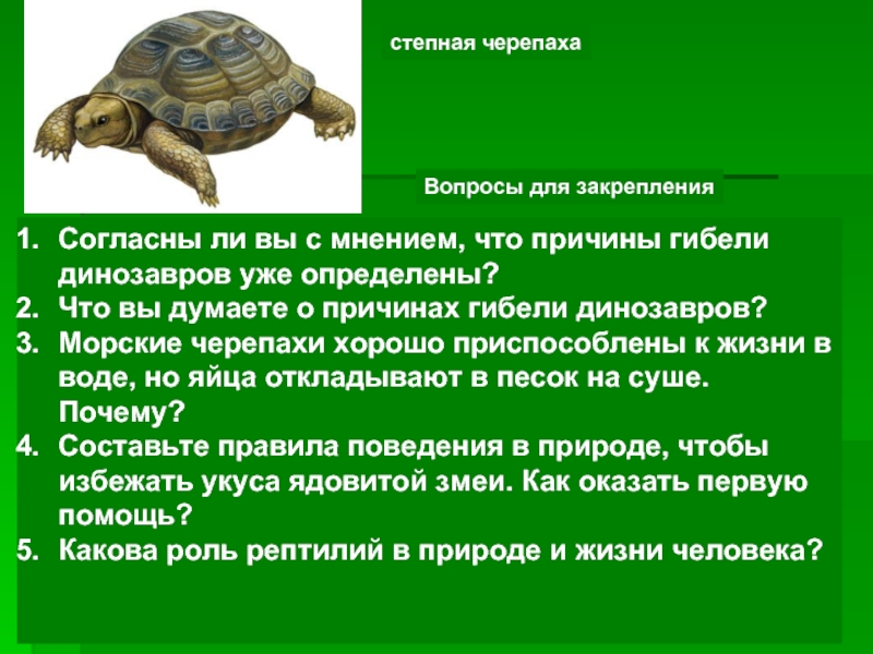 Значение черепах в природе и жизни человека