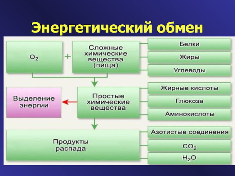 Обмен энергии. Энергетический обмен. Энергетический обмен белка. Энергетический обмен вывод. Признаки энергетического обмена.