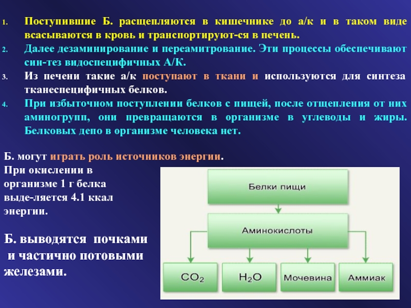 До каких веществ расщепляются углеводы