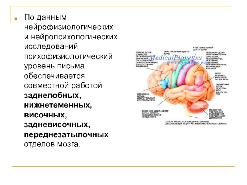 Нейрофизиологические механизмы речи схема