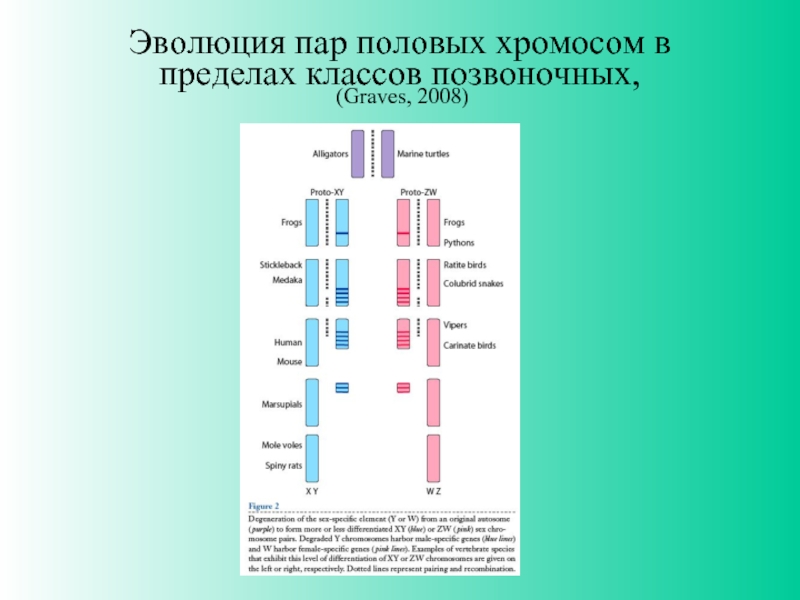 Женщина с х хромосомой. Лишняя половая хромосома. Половая пара хромосом. Эволюция пара. Сколько хромосом у человека.