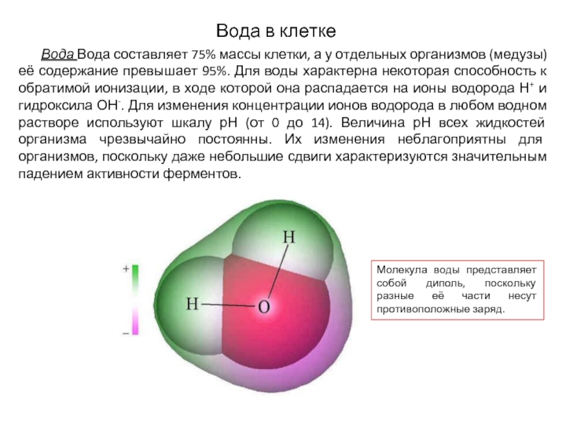 Основную массу клетки составляет