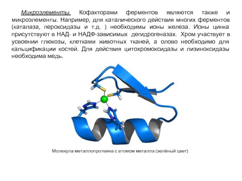 Железо в составе ферментов. Кофакторы ферментов. Кофакторы для усвоения железа.