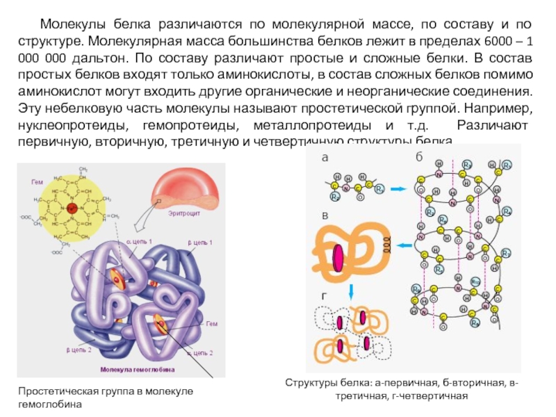 Белковые комплексы окруженные молекулами воды и составляющие первичный бульон