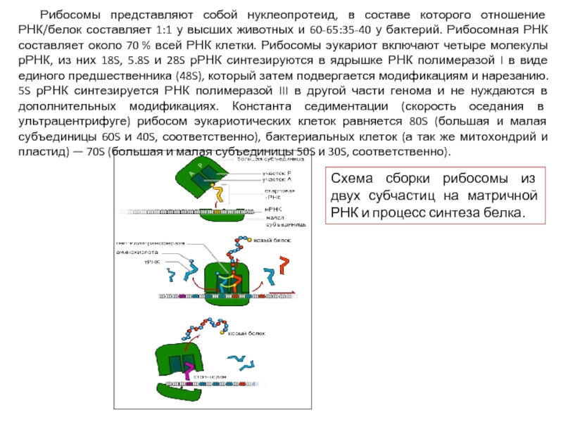 Сборка рибосом. Рибосома малая и большая субъединица. Малая субъединица рибосомы содержит. Малая субъединица рибосомы функции. Малая и большая субъединицы рибосом функции.